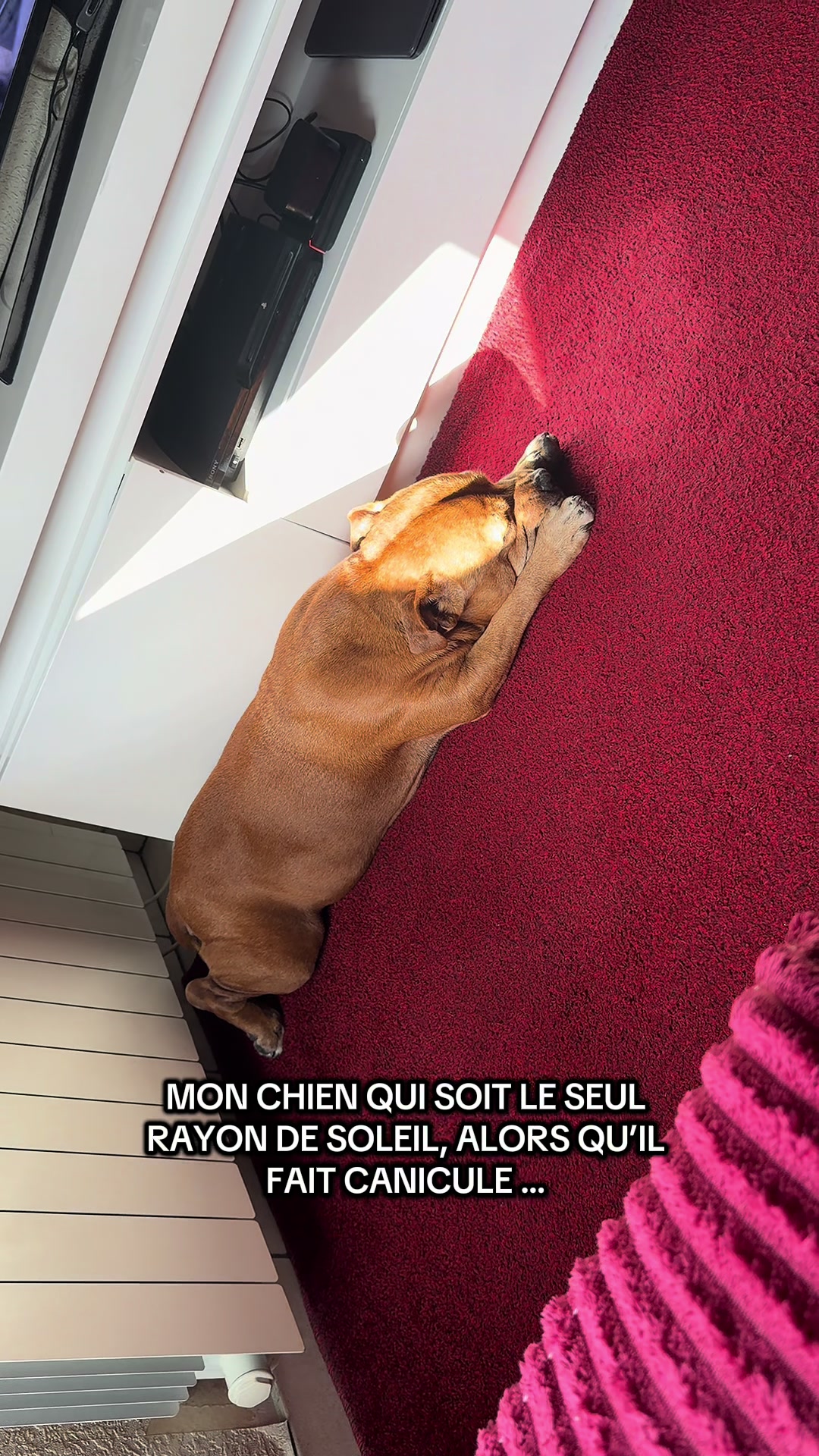 @🐾 Malki Red Star 🐾