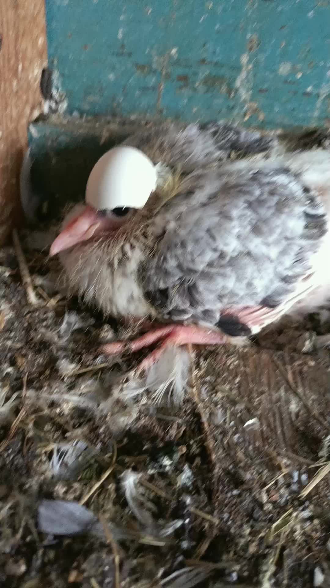 @Pigeon_which_unusual3