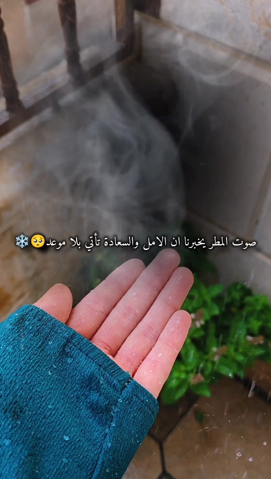 @عبير الورد🍃❤️