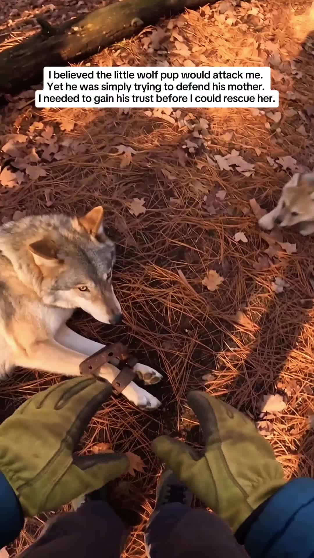 @WildwonderzZzz