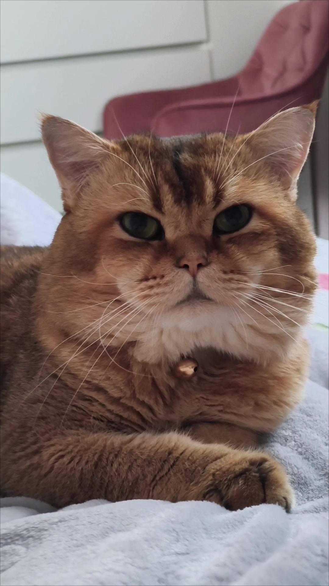 @Кошенята шотландські 😻