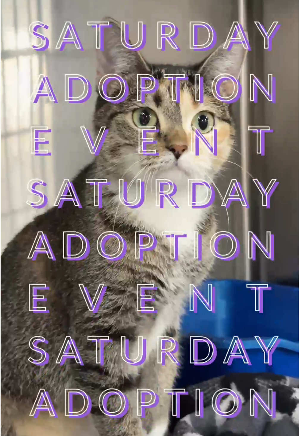 @Paws and Prayers