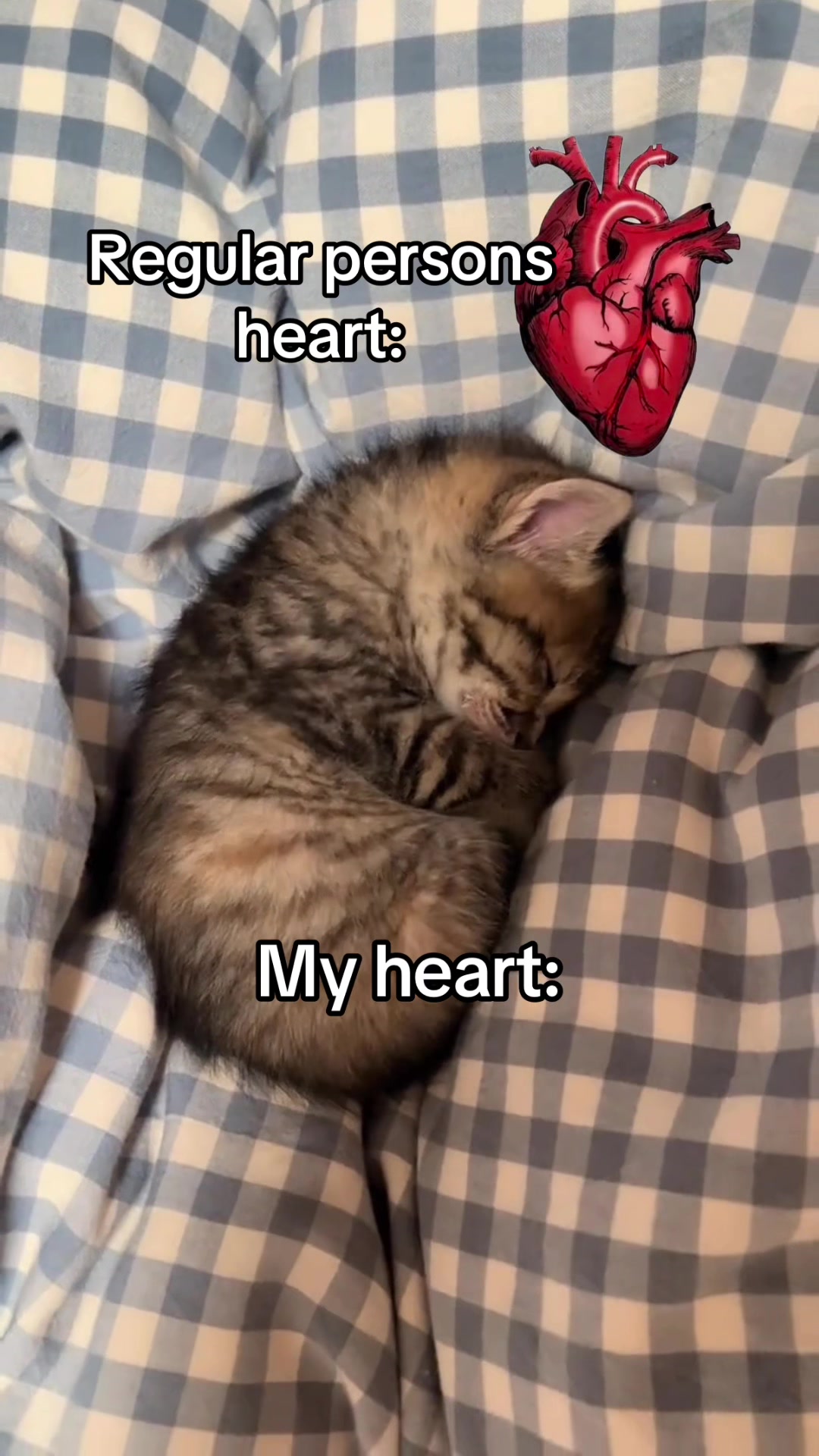 @cat memes