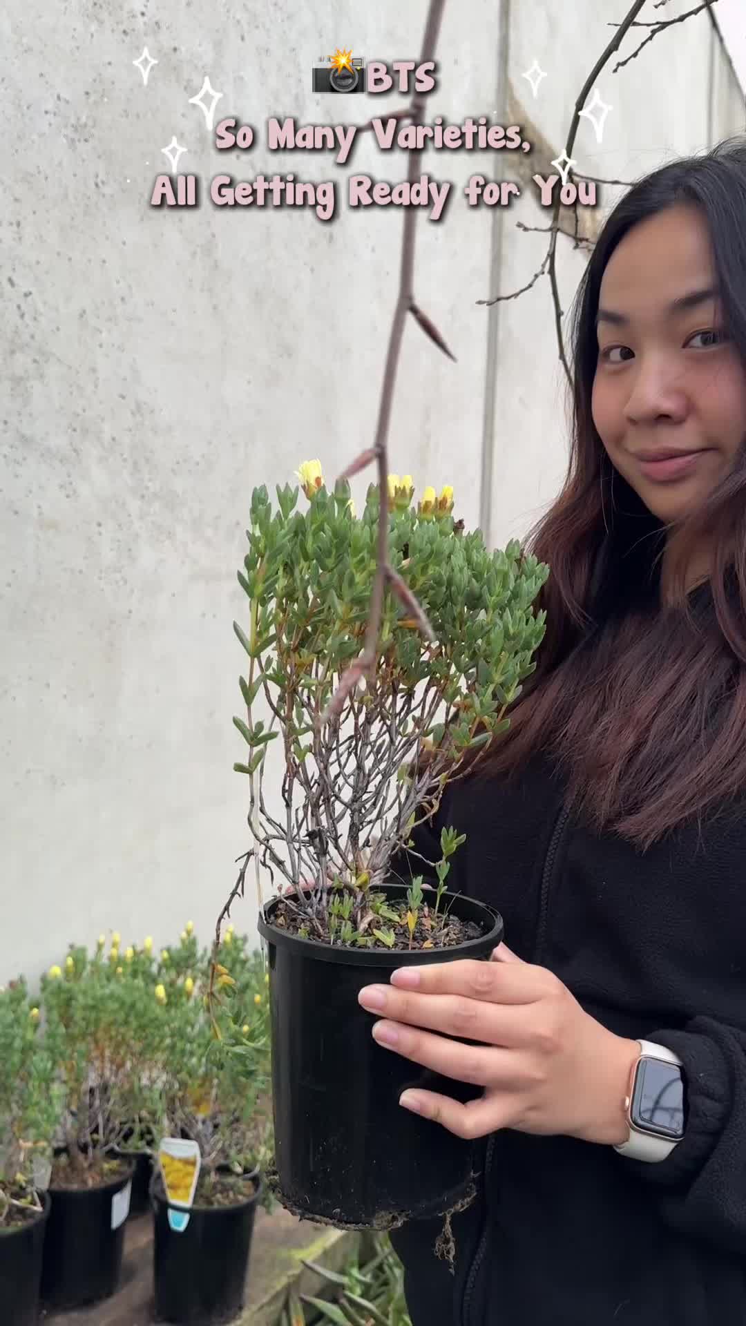 @Hello Hello Plants Nursery