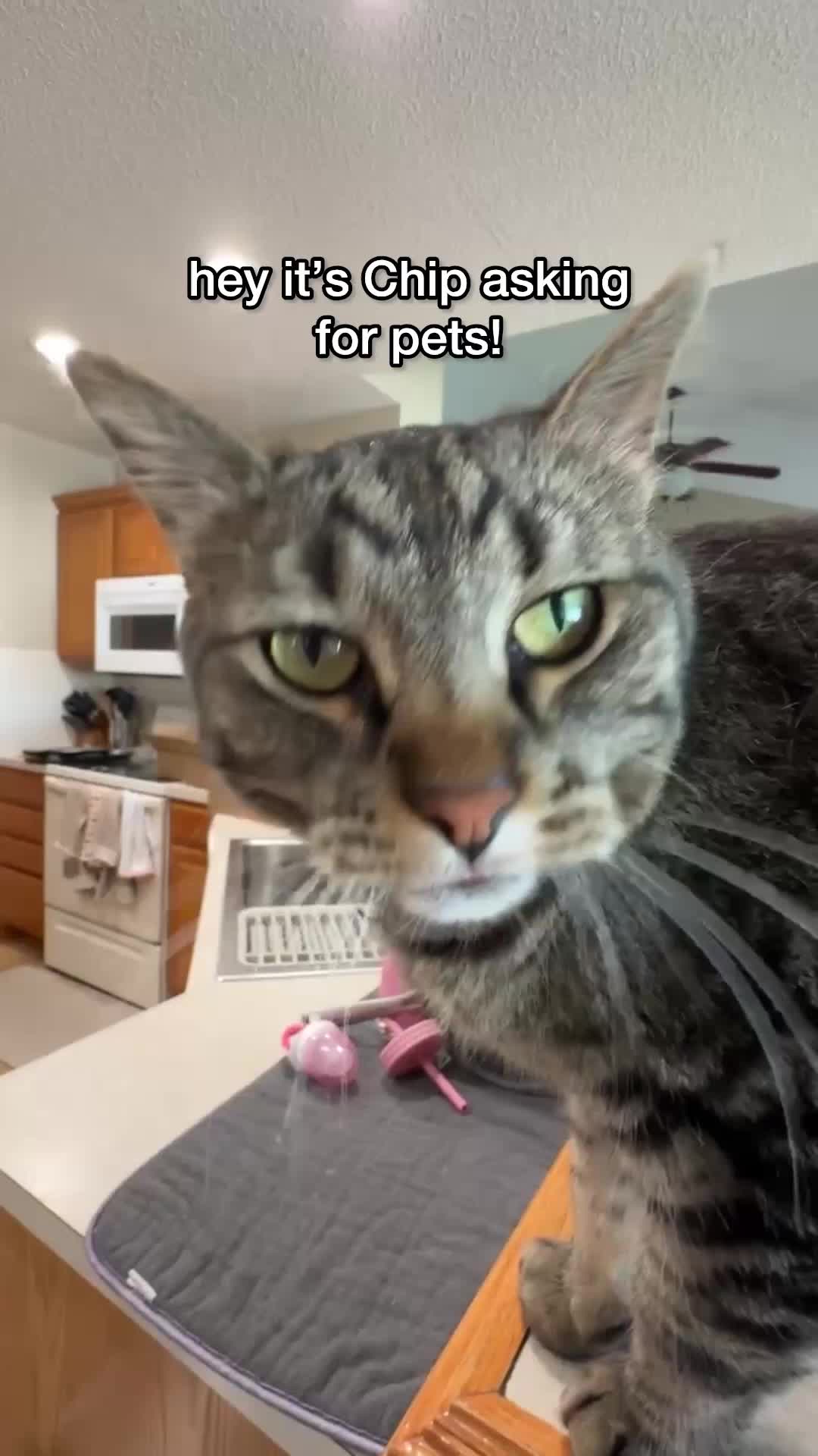 @Chip The Manx