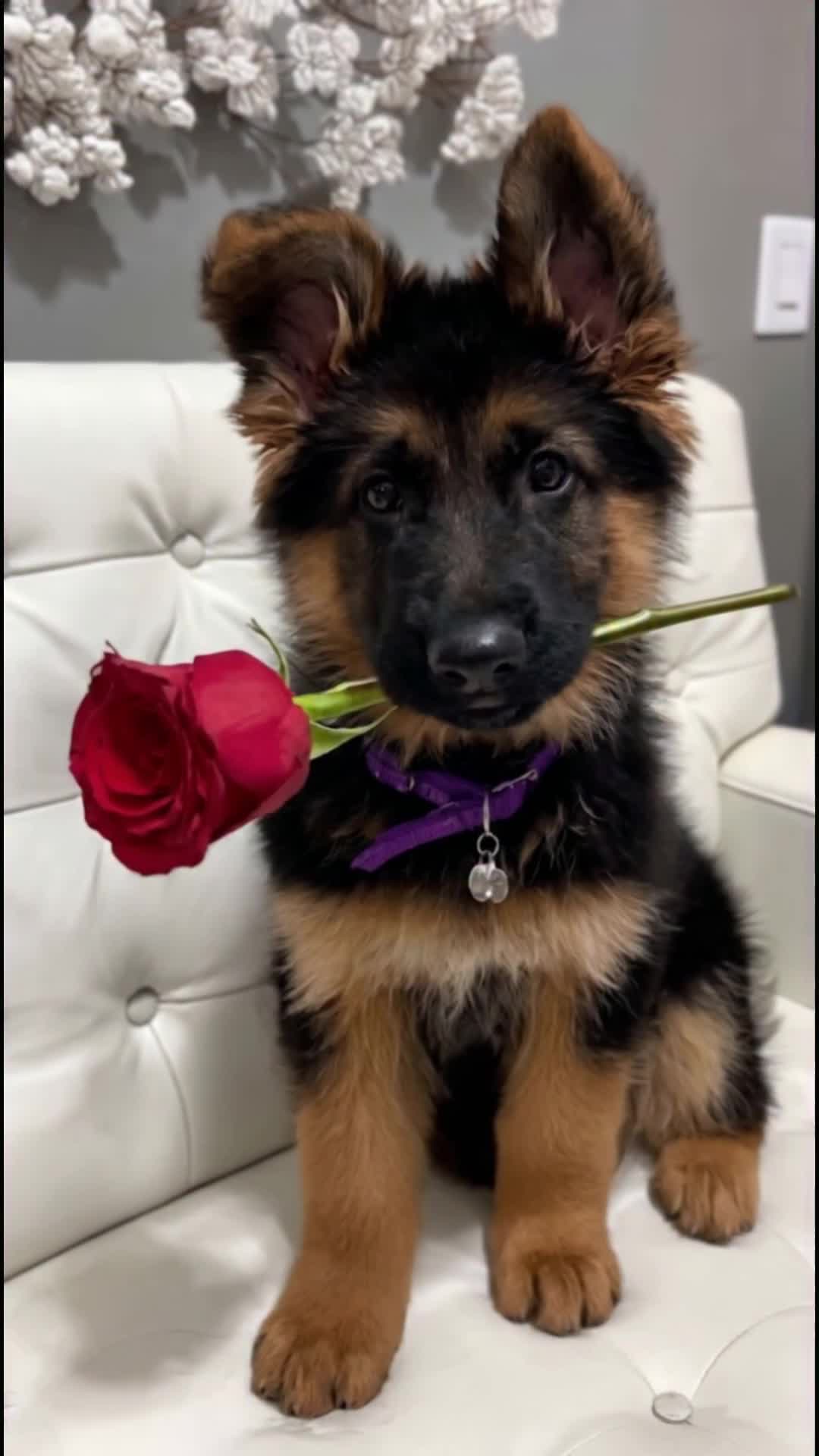 @middlepets