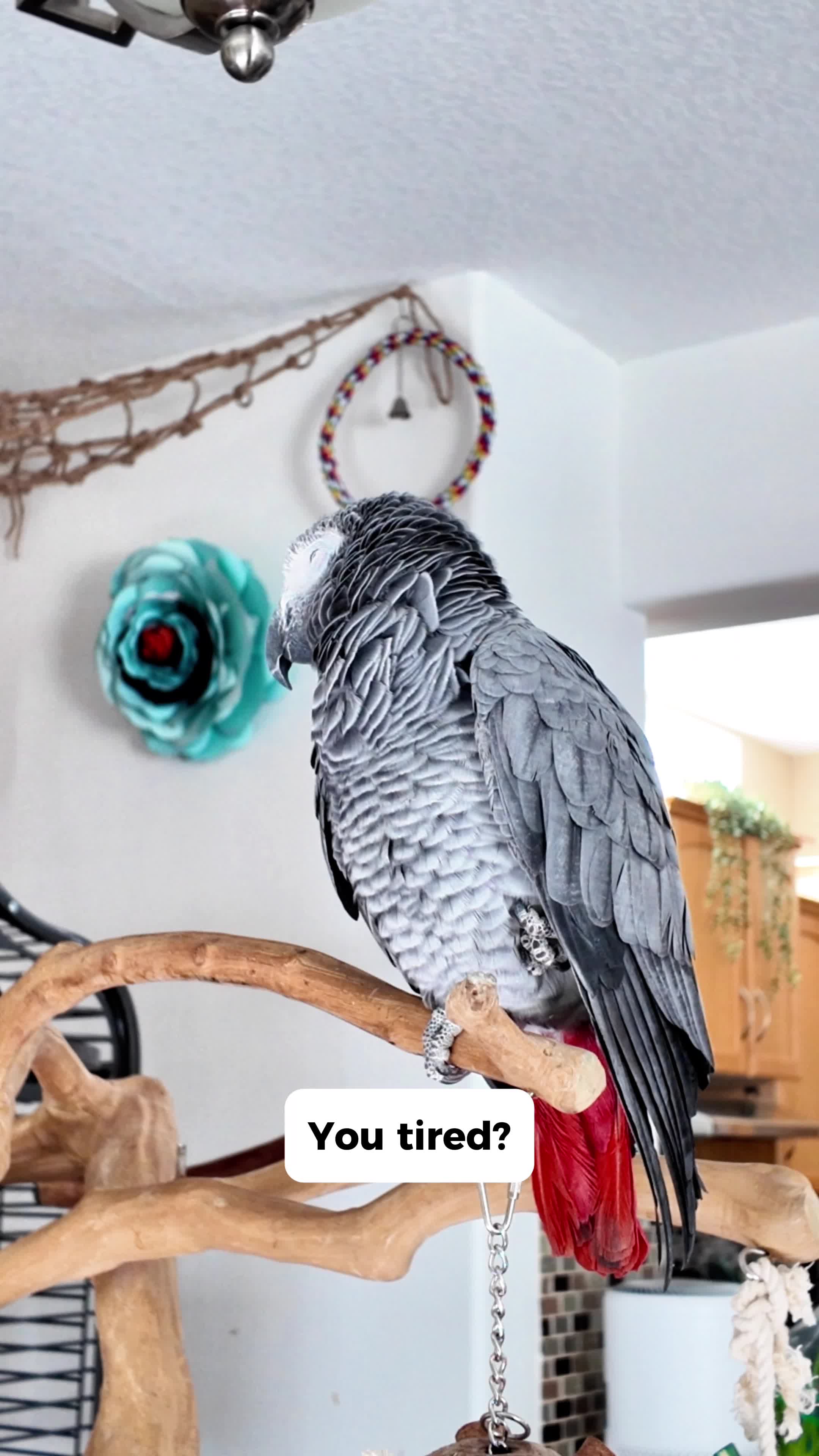 @Gizmo The Grey Bird