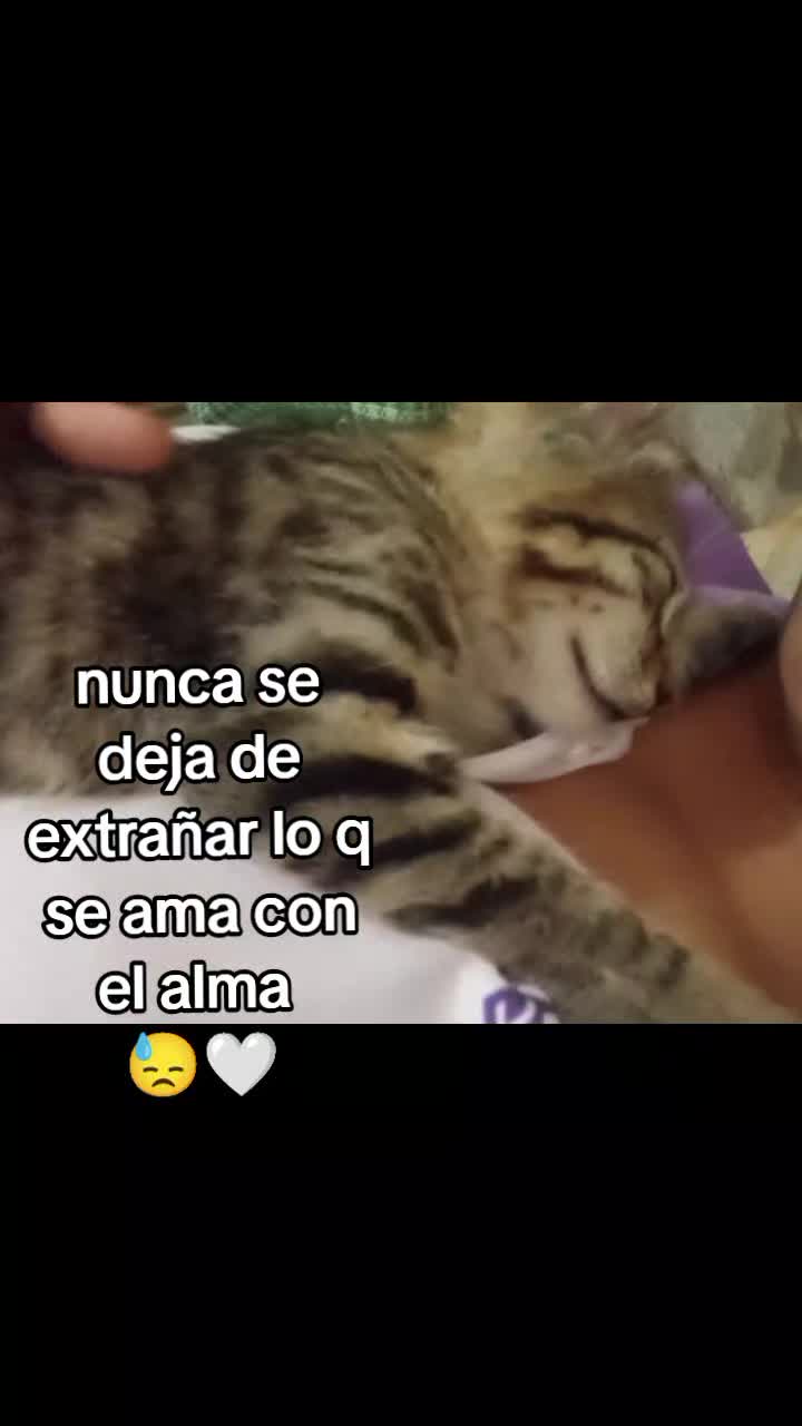 @🩷🐾♡𝓜𝓲𝓵𝓲𝓮 ♡🐾🩷