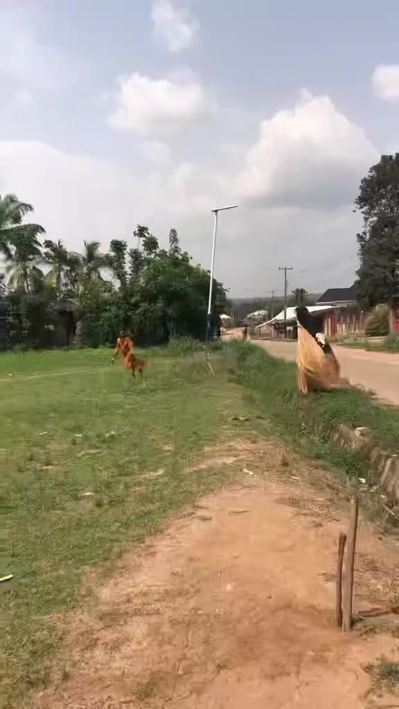 @IGBO BU IGBO