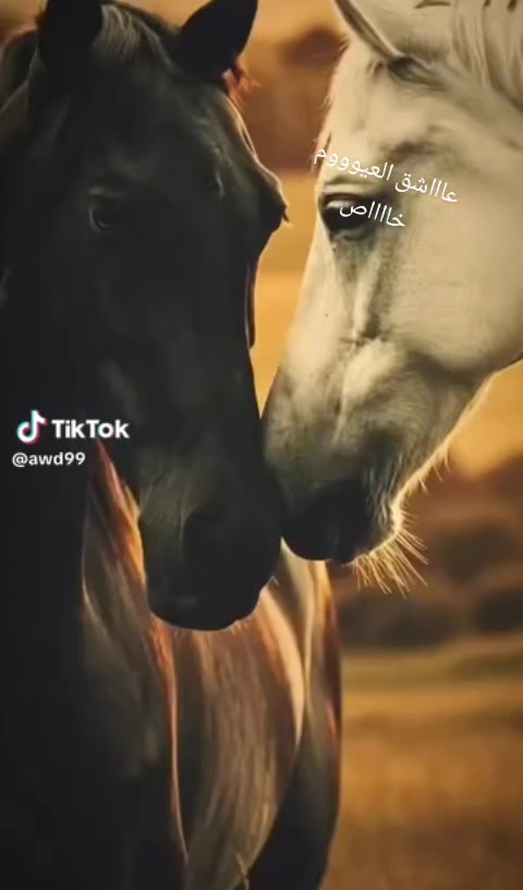 @عٌأّأّأّأشٍقِ أّلَعٌيِّوِوِوِن