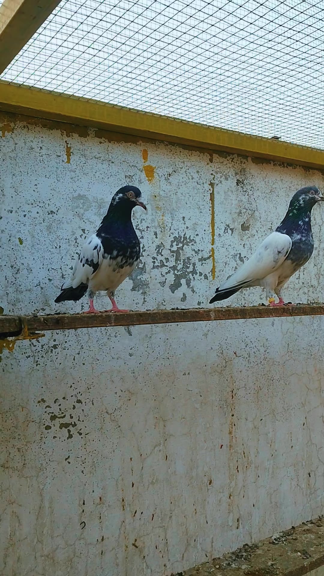 @Babar Pigeons Club