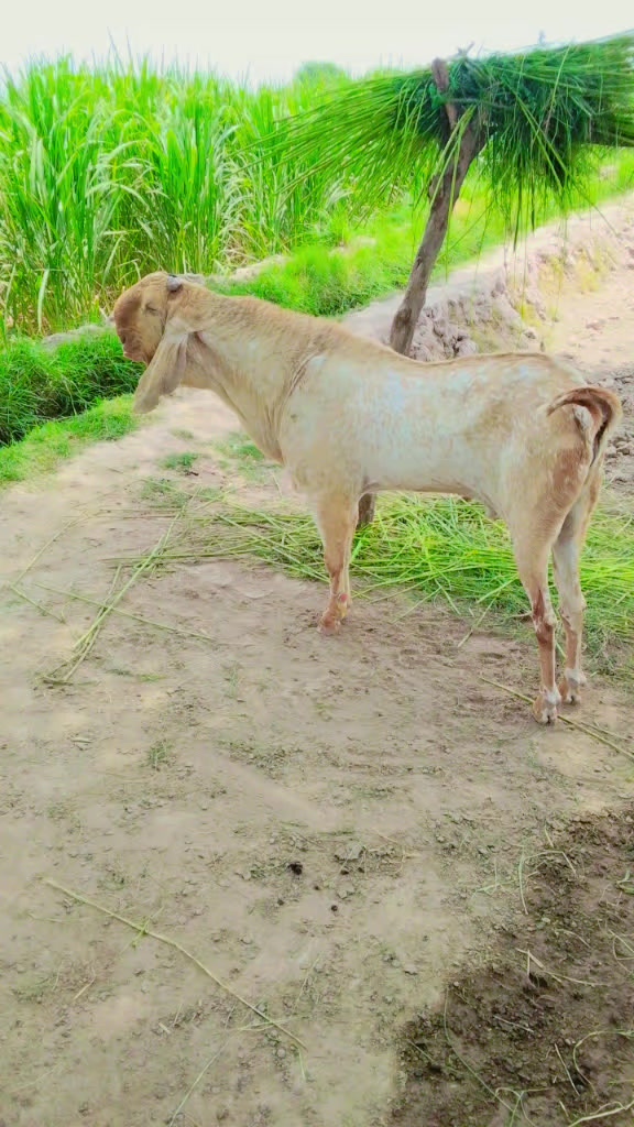 @shahid