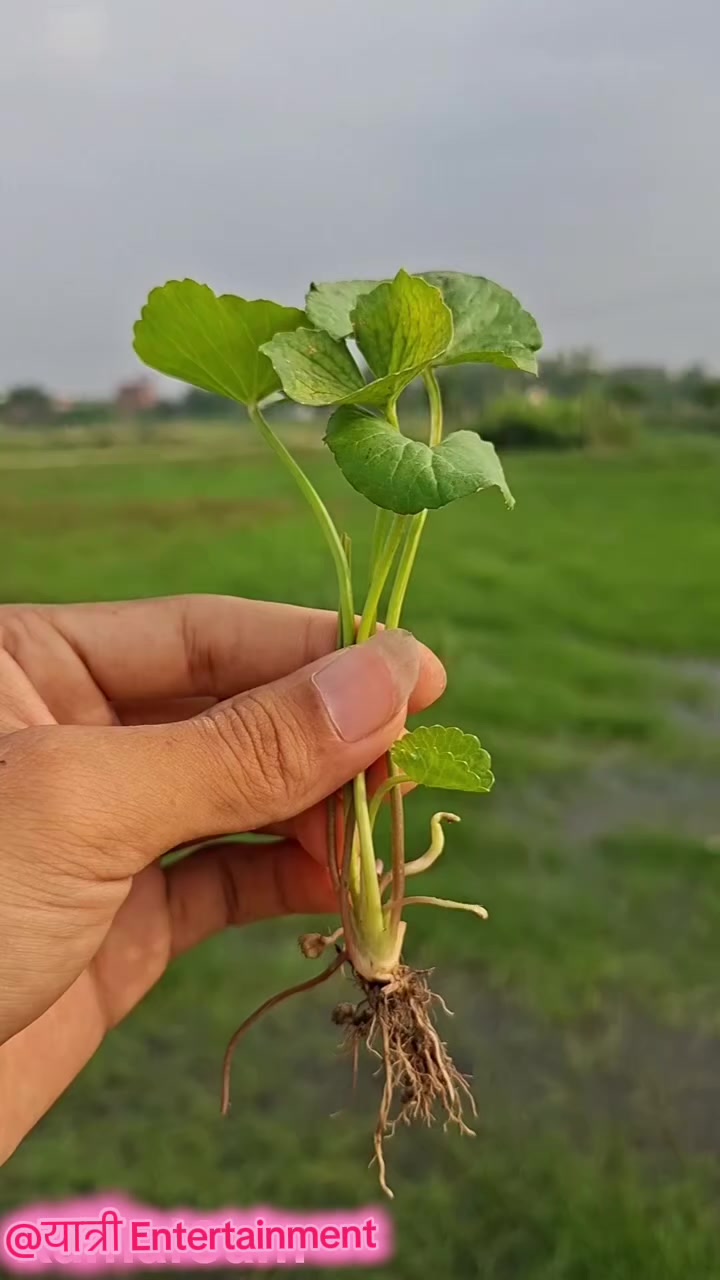 @अभाष यात्री💖