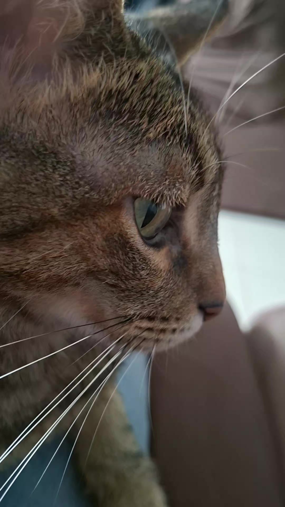 @KAI 🐈 Y LUA🐈⬛