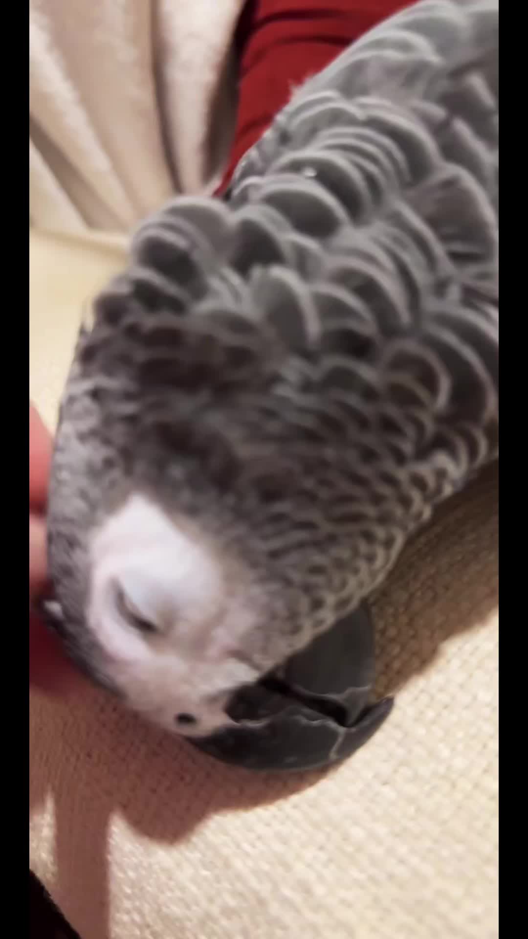 @thehinzoo