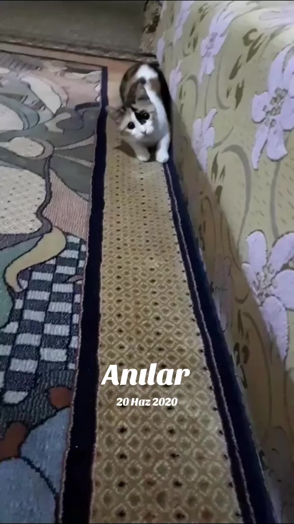 @Aɳ・E L İ F