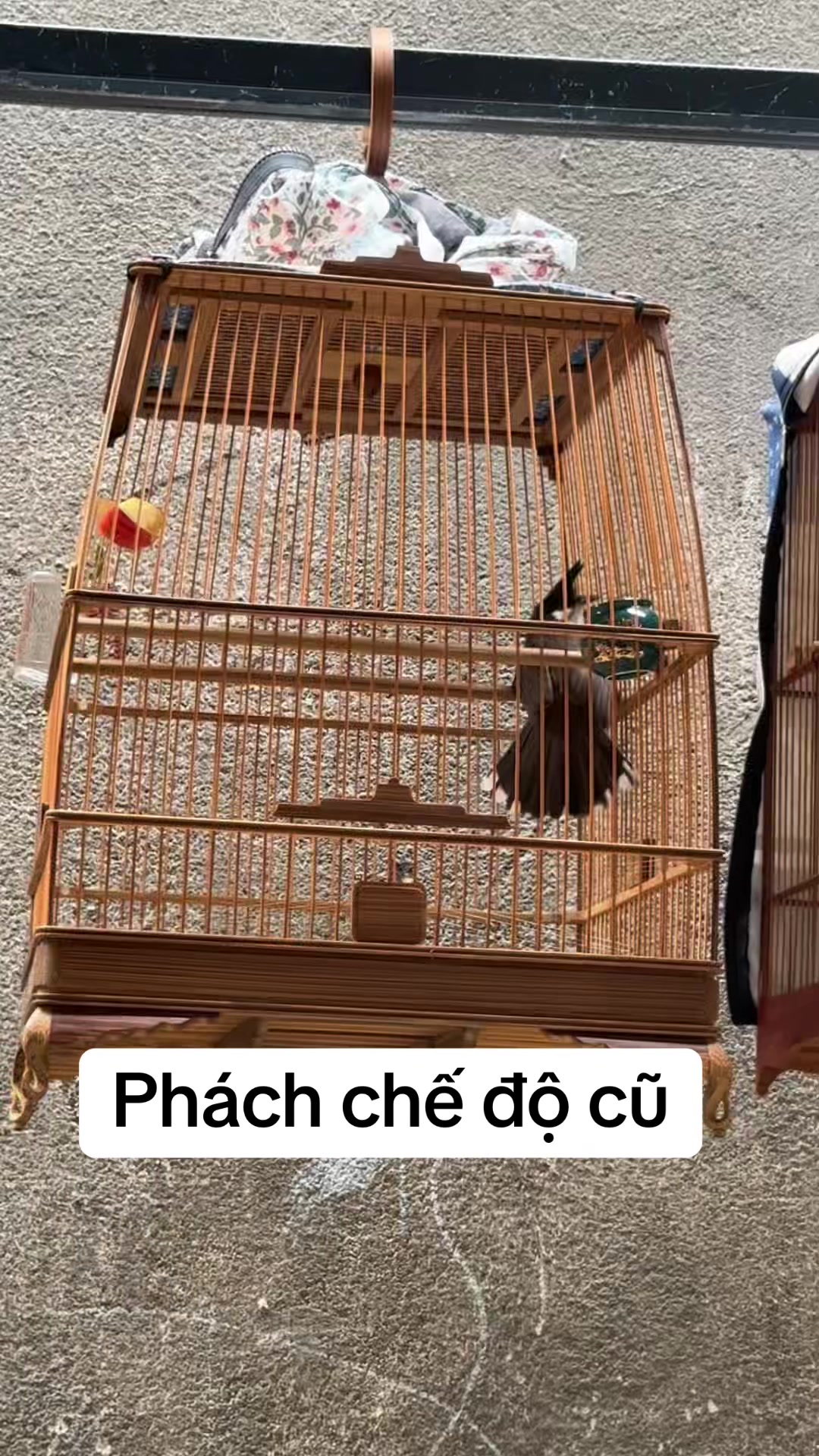 @TRUNGKA 98 TIVI