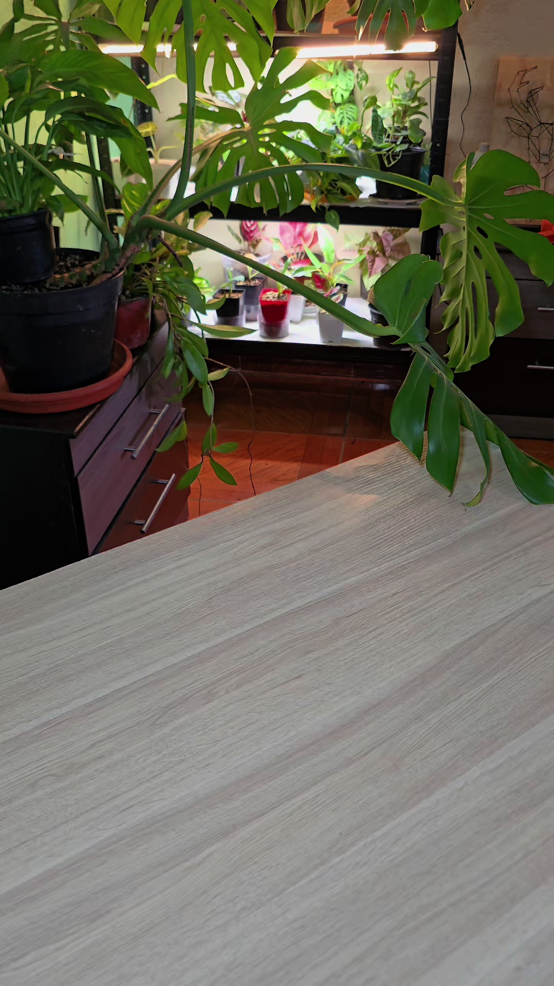 @🌱Plantonio🌱