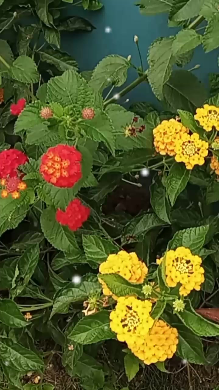@Rolyn777