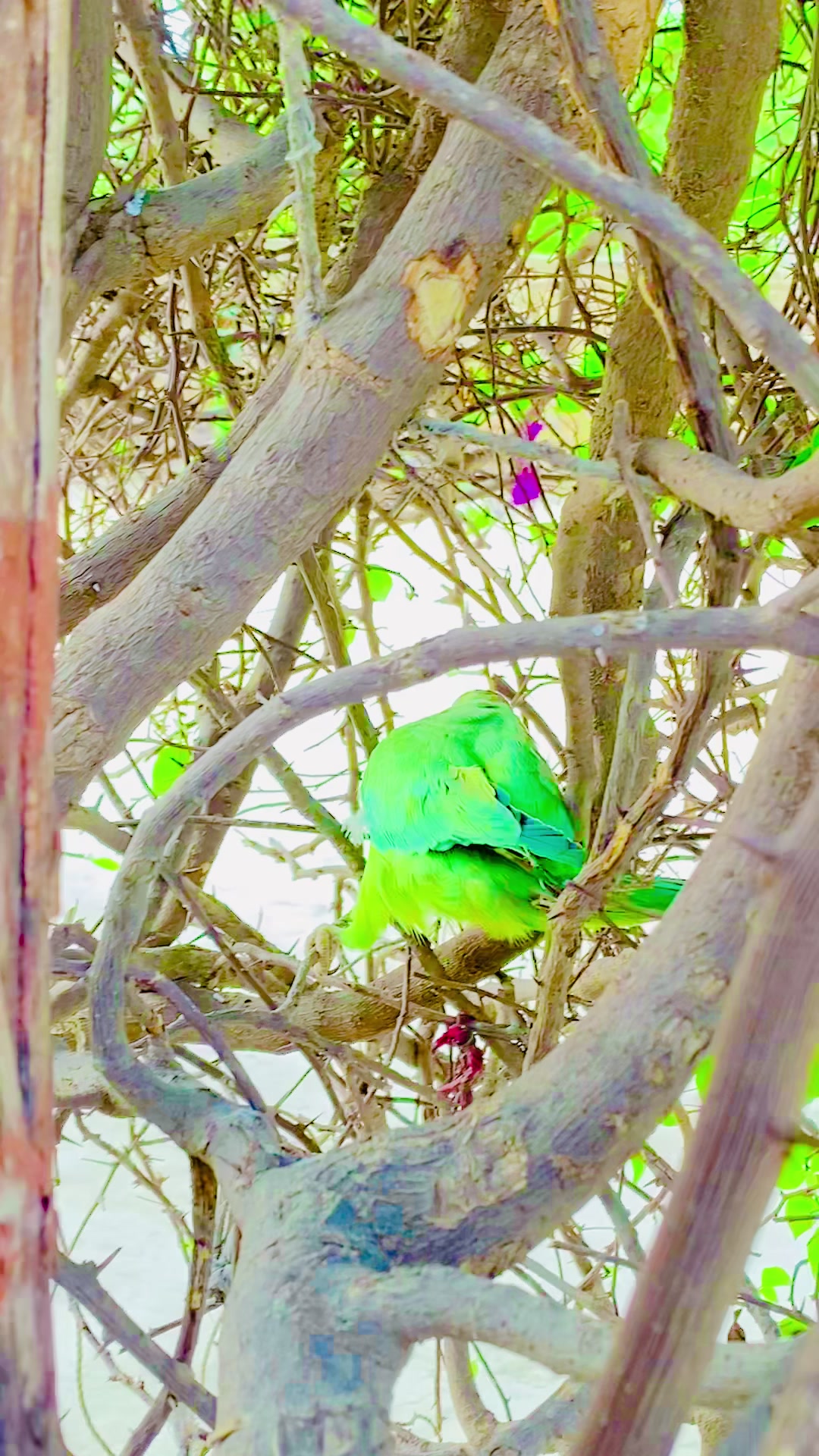 @ʜᴀʀᴏᴏɴ ᴊᴏʏɪᴀ