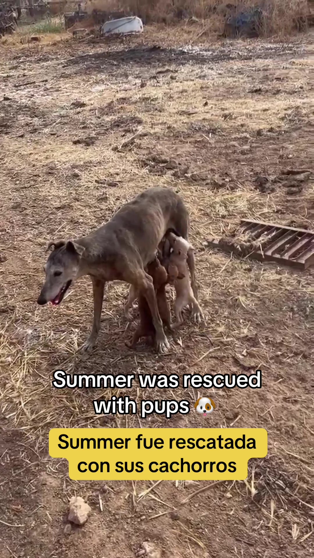 @Galgos del Sol