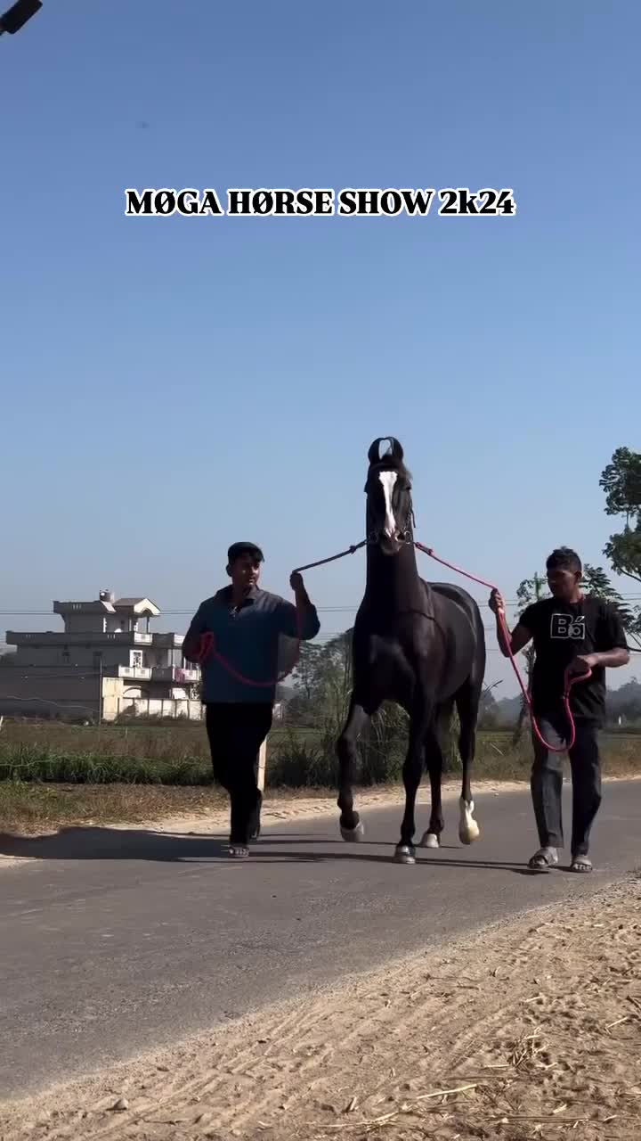 @شوق۔ پنجاب دا🐴🐴