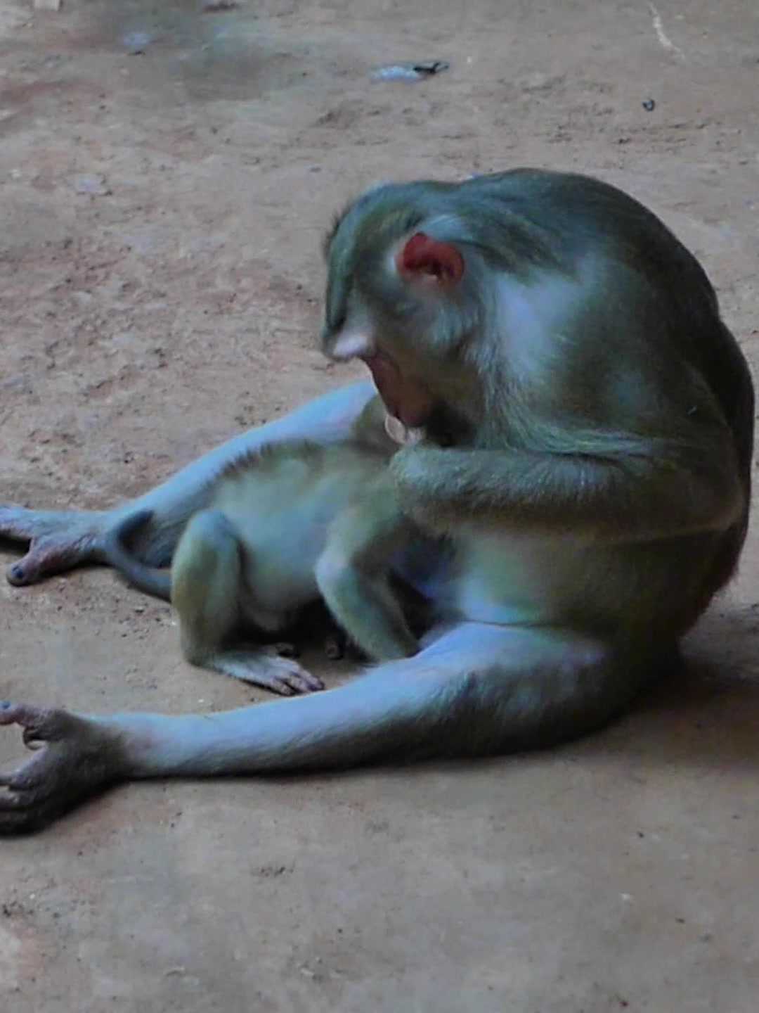 @Monkey Discovery