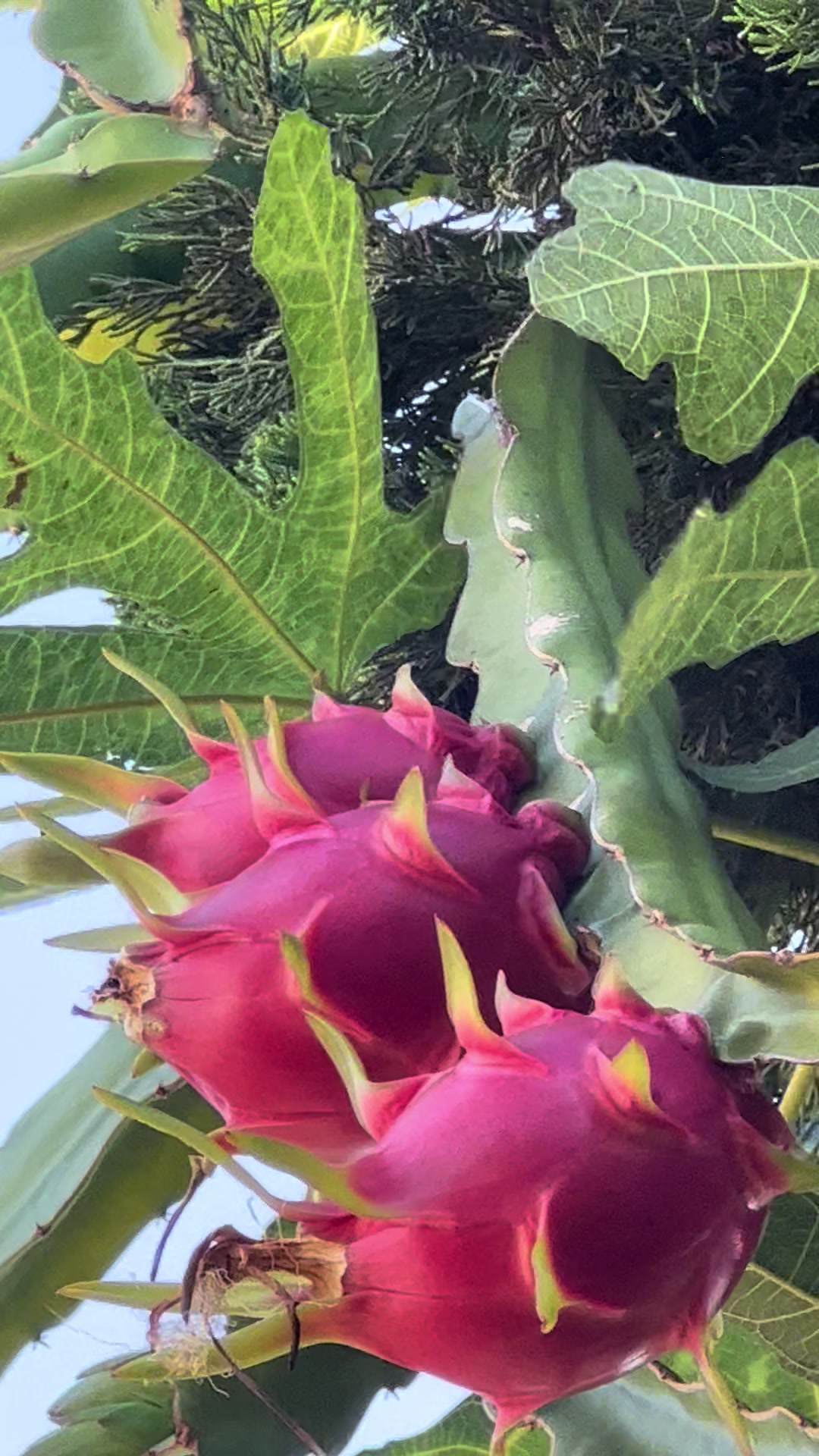 @RemesGarden