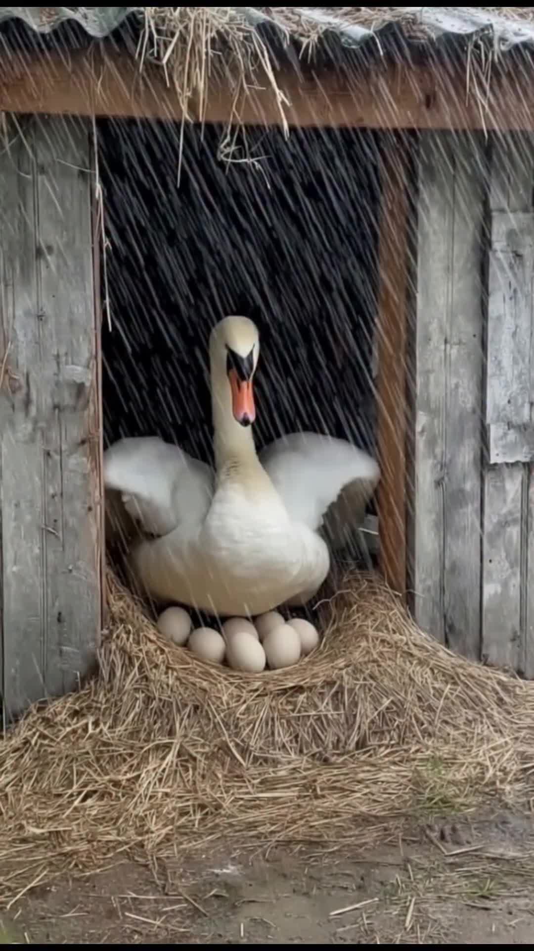 @middlepets