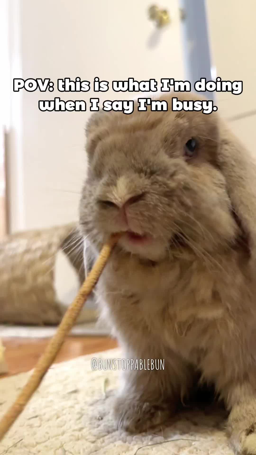 @BunBun, Mochi🌈, Chewy