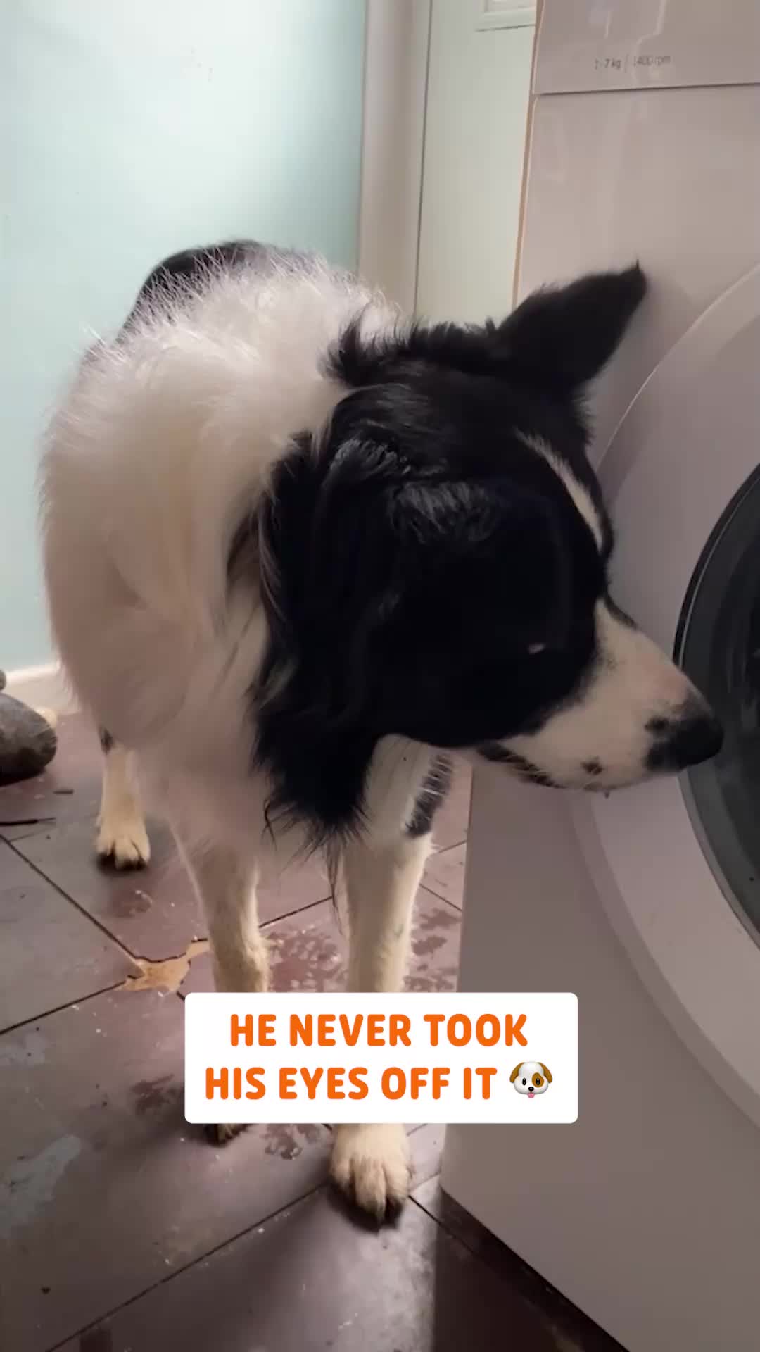 @Pawsome Pets