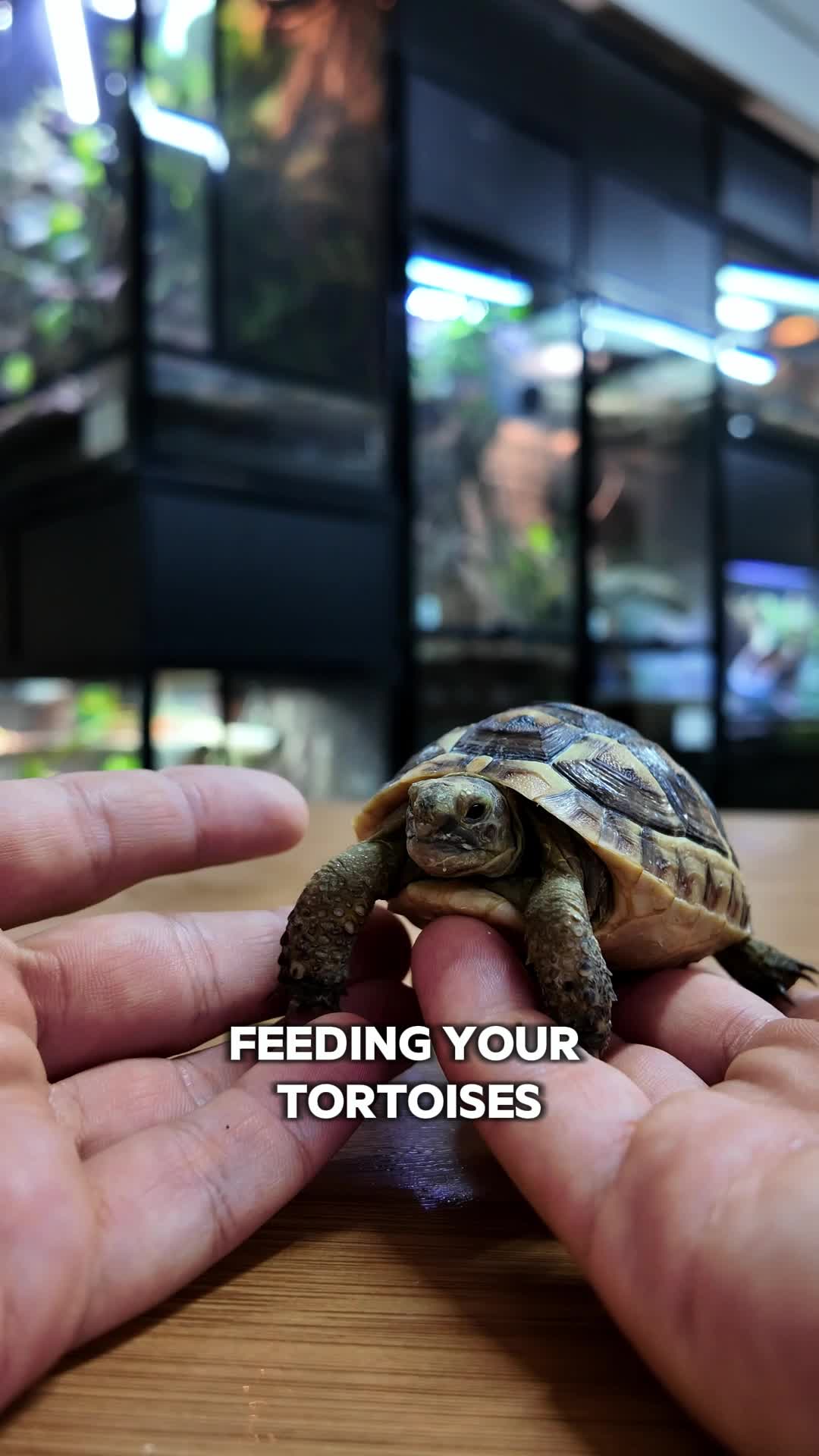 @prorep_reptile