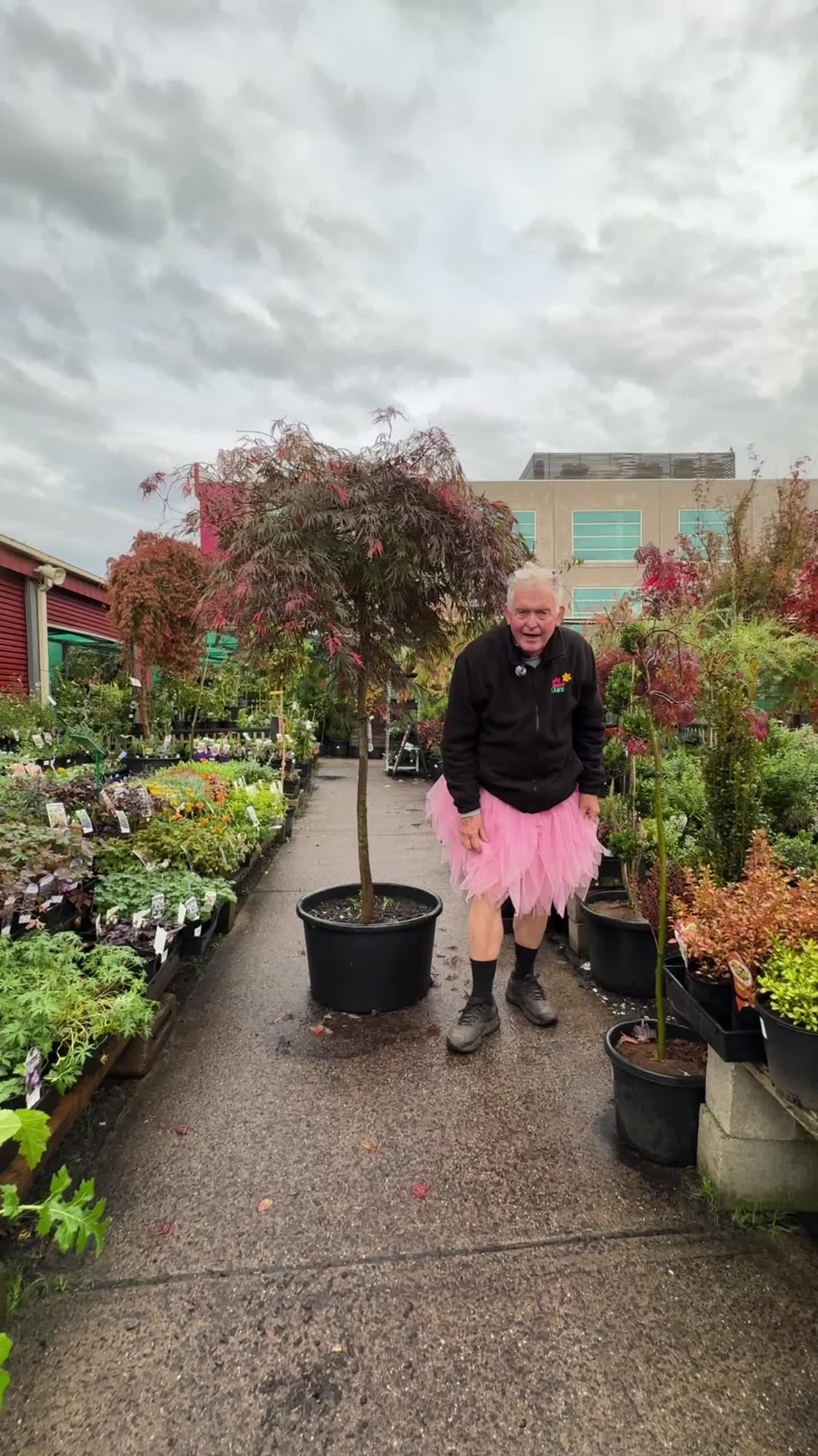 @Hello Hello Plants Nursery