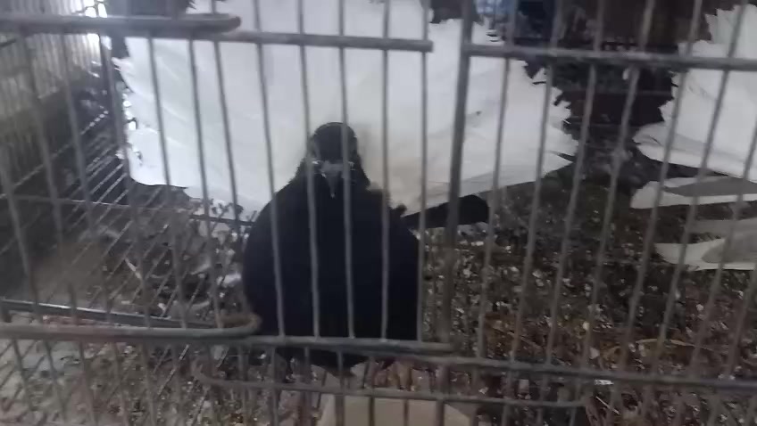 @royal birds