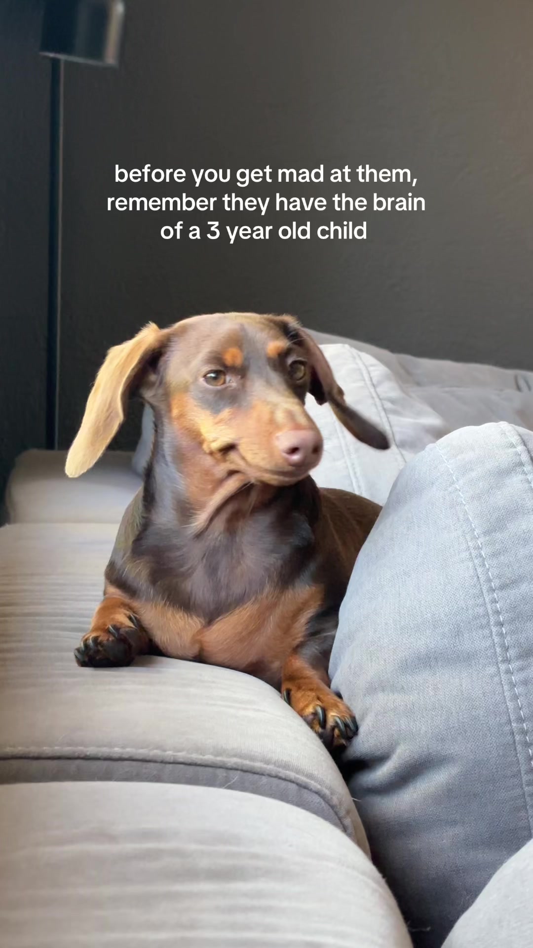 @rhubarb the doggo