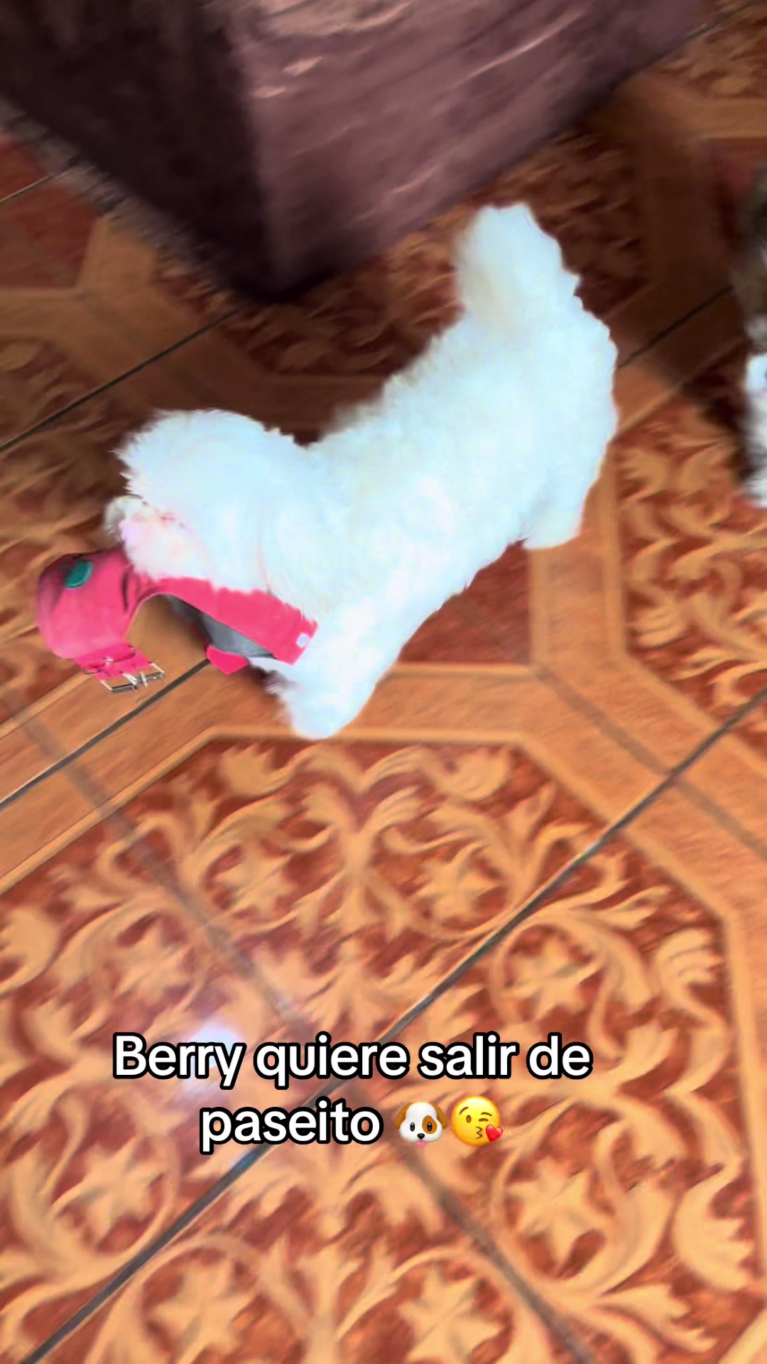 @🐶HILDA Y BERRY EL ALBINITO🐶