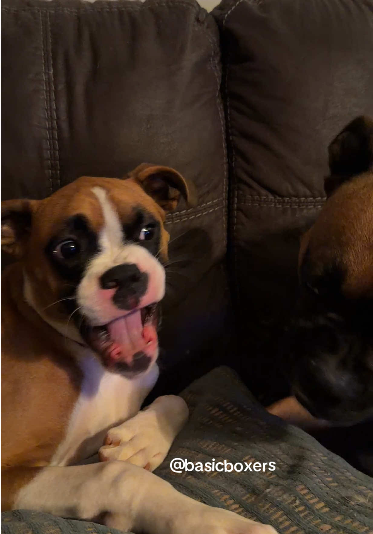 @basicboxers
