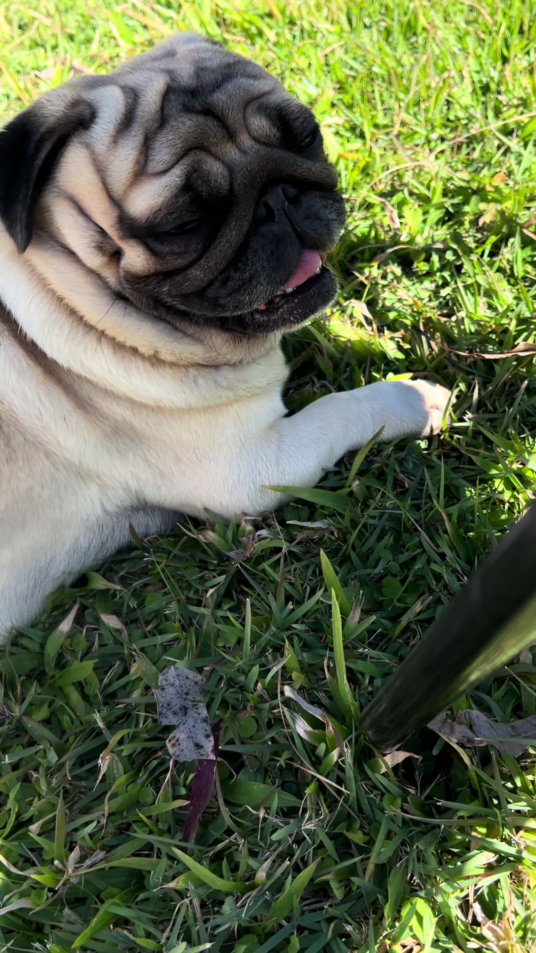 @pugSofyHarry