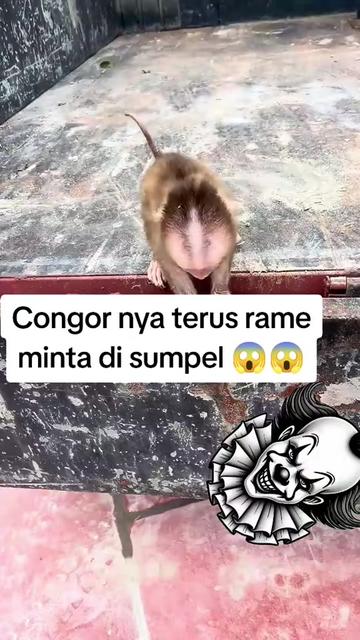 @babah zikri