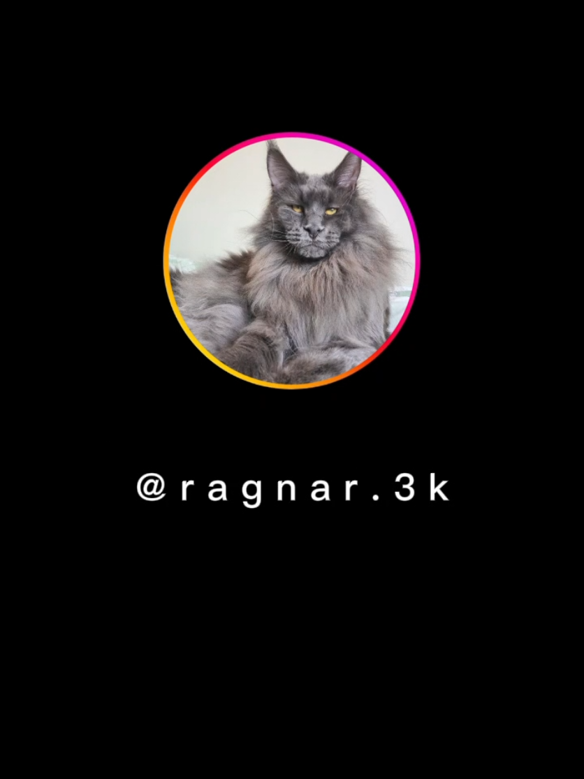 @Ragnar the Maine Coon 🐈