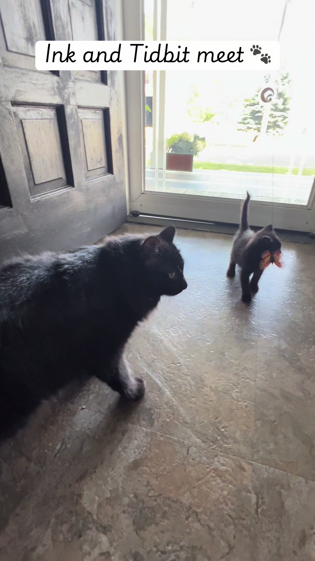 @Kitten.mama