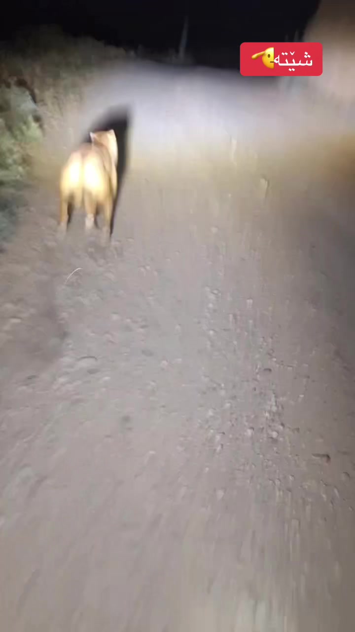 @شێرەکانمــ🦅