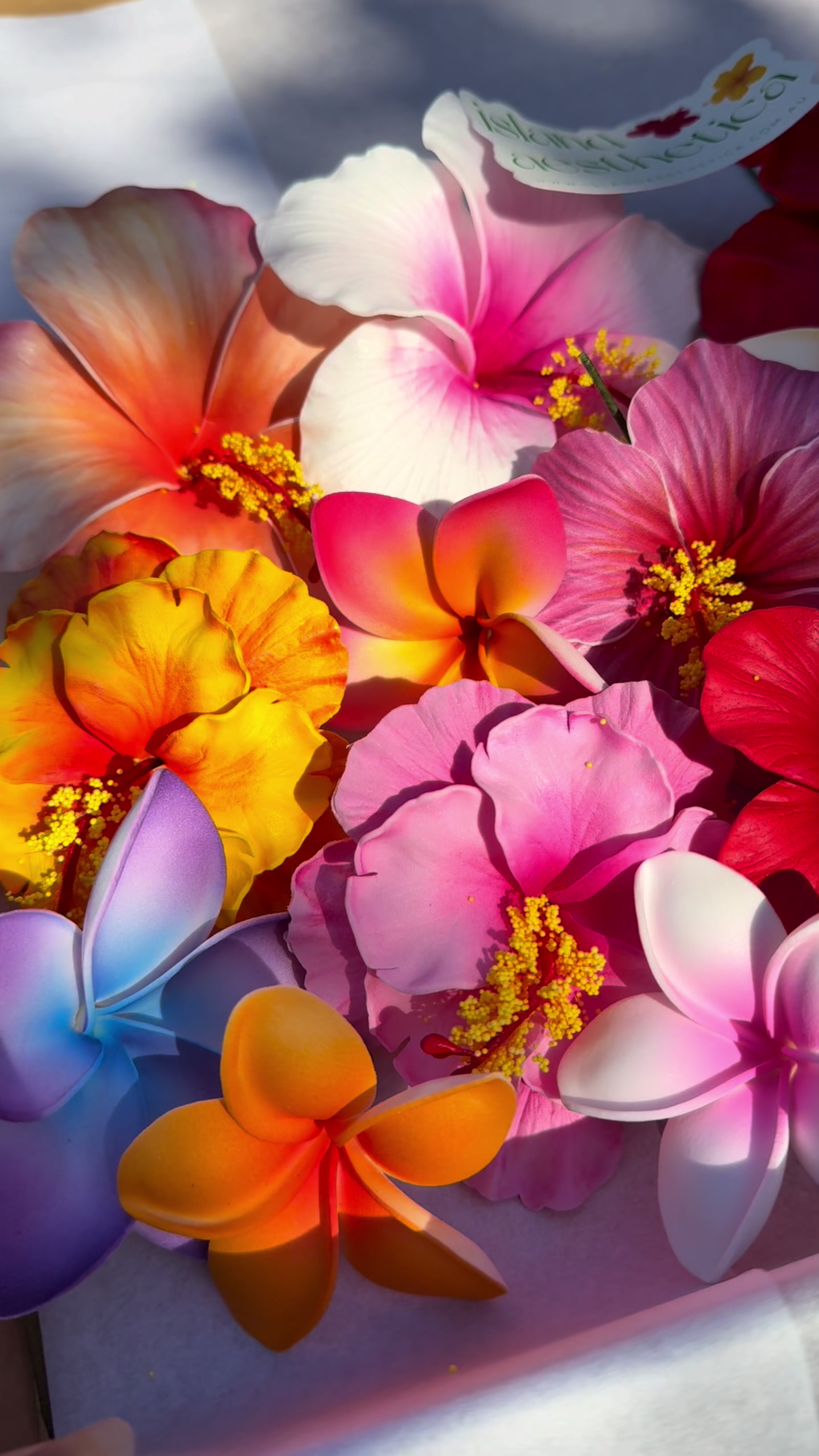 @Island Aesthetica 🌺 Pasifika