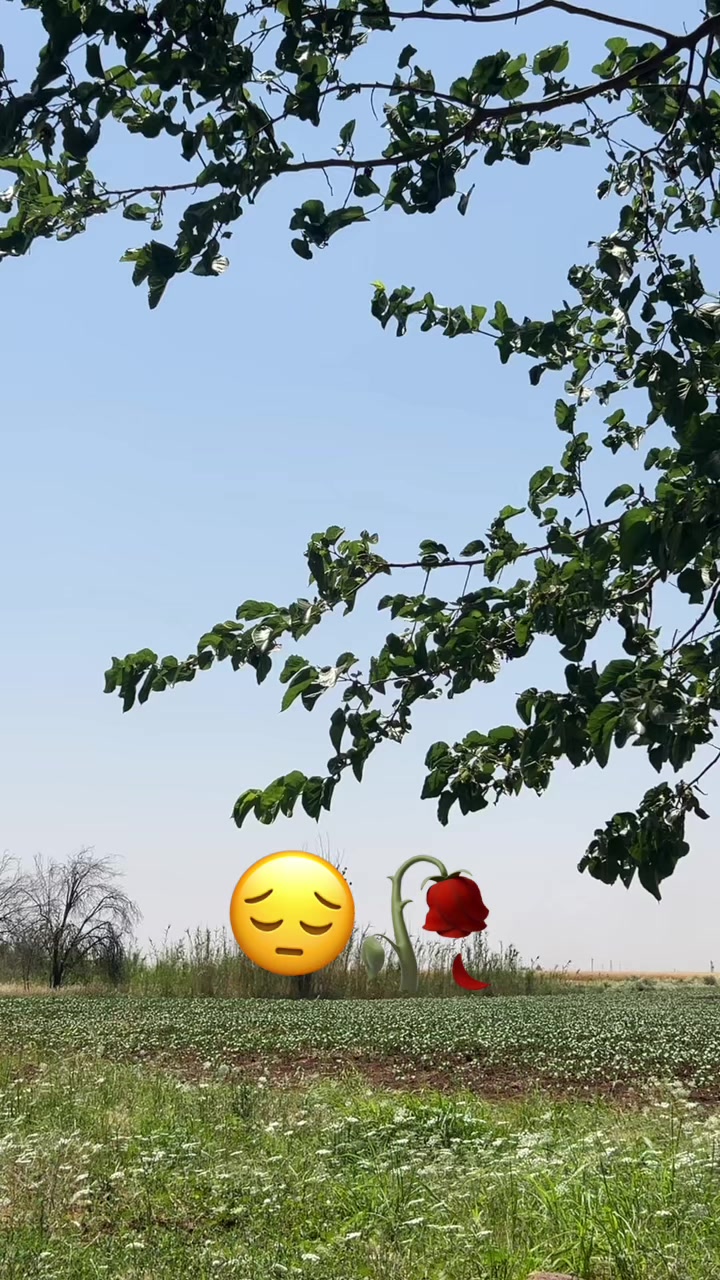 @&ccedil;i&ccedil;ek&hearts;️