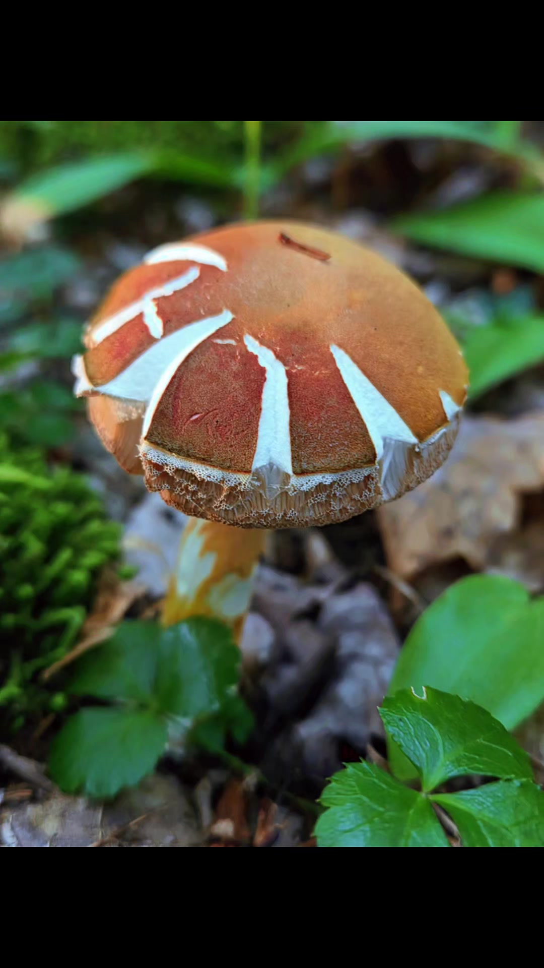 @Fungus_Freak 🍄