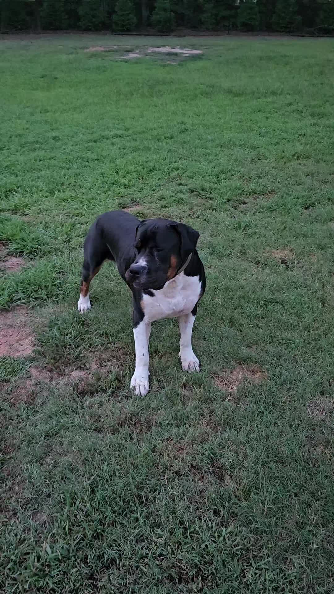 @Southern Shade Boerboels