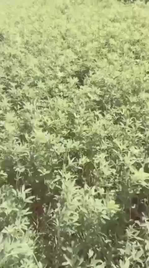 @Mubshir pehlwan bhutta