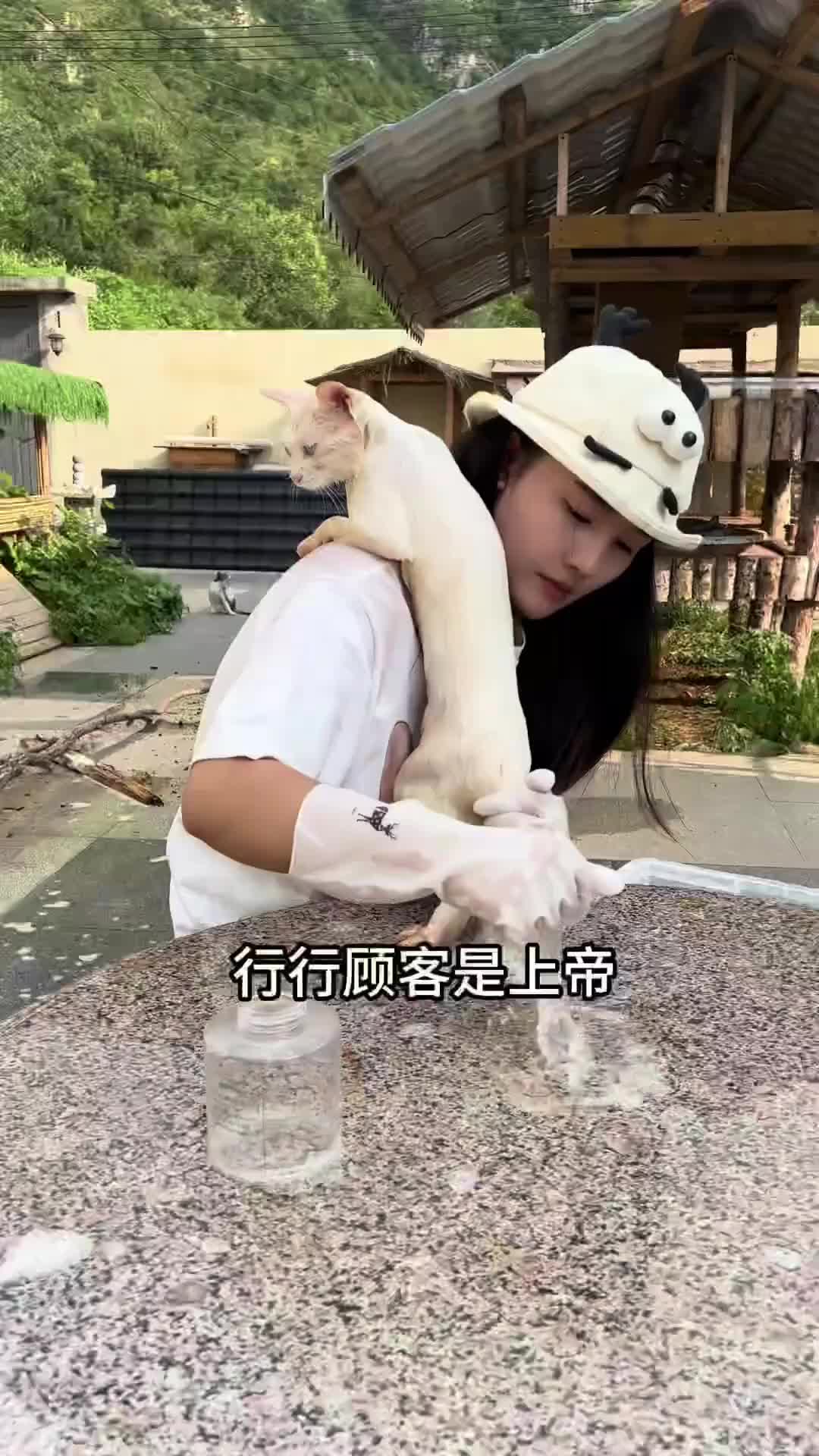@小可爱猫猫们