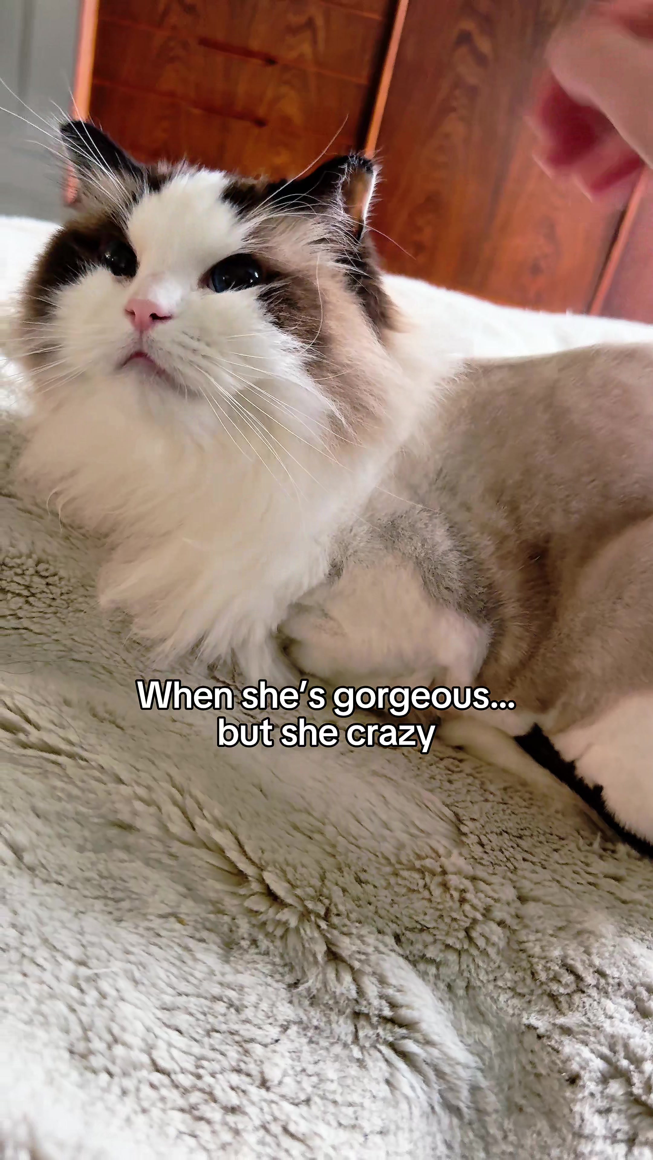 @Auntie Julie - The Cat Sitter