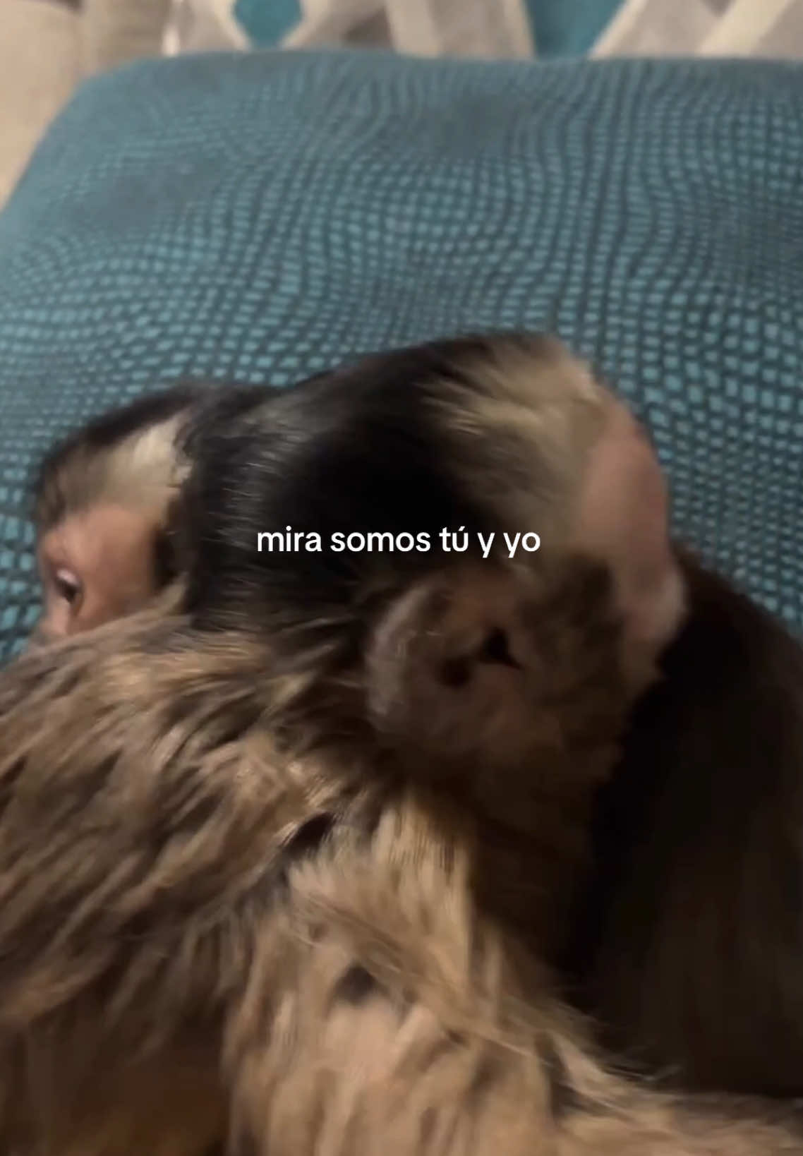 @daismined